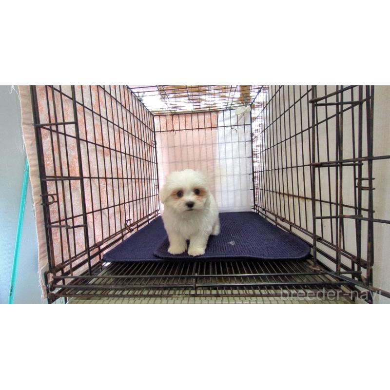 成約済の茨城県のマルチーズ-434582の4枚目