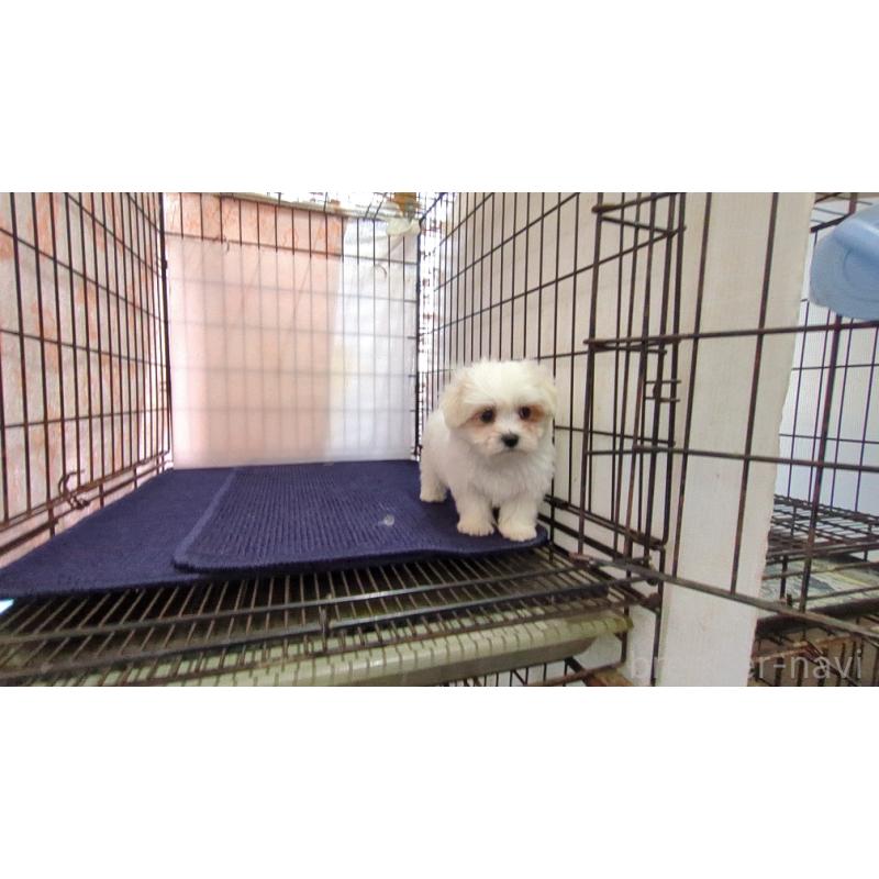 成約済の茨城県のマルチーズ-434582の3枚目