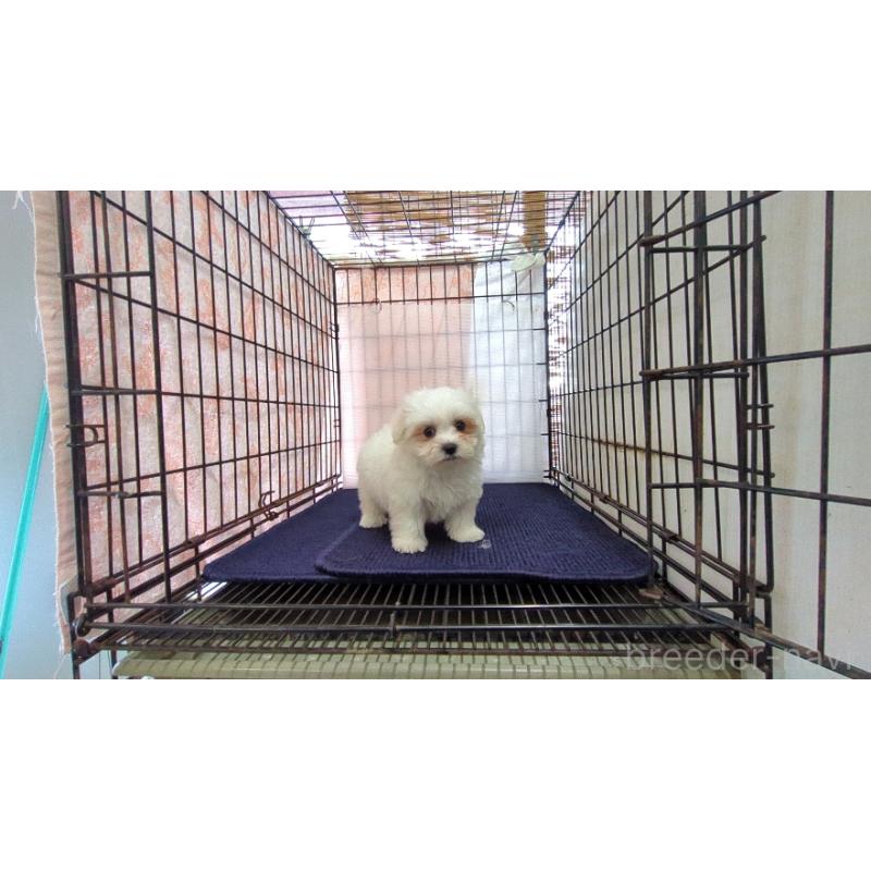 成約済の茨城県のマルチーズ-434582の2枚目