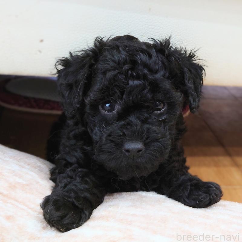 販売中の埼玉県のタイニープードル-437391の3枚目