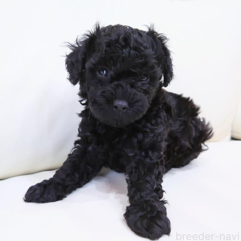 販売中の埼玉県のタイニープードル-437391