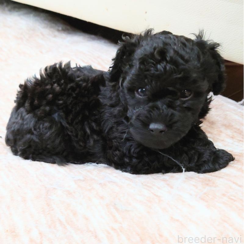 販売中の埼玉県のタイニープードル-437391の2枚目