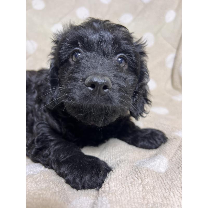 販売中の埼玉県のミックス犬-437393の5枚目