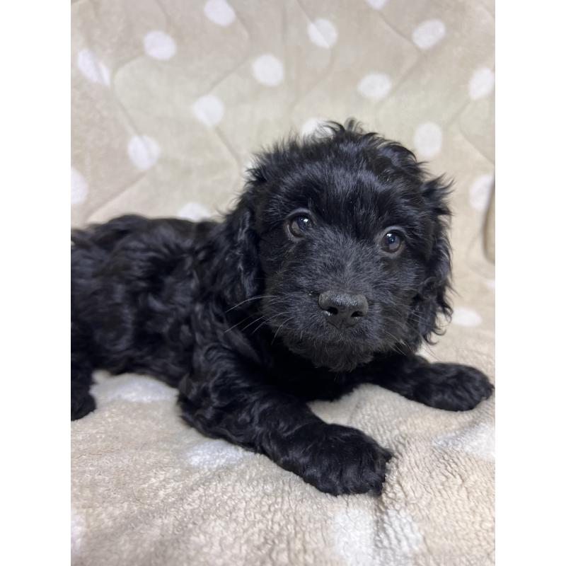 販売中の埼玉県のミックス犬-437393の4枚目