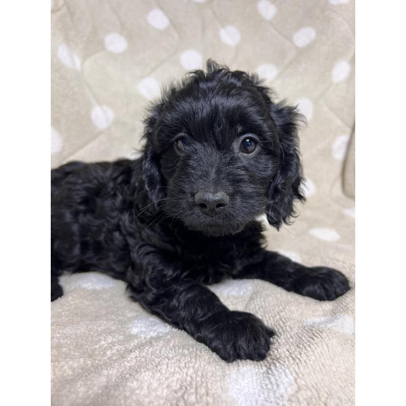 販売中の埼玉県のミックス犬-437393の3枚目