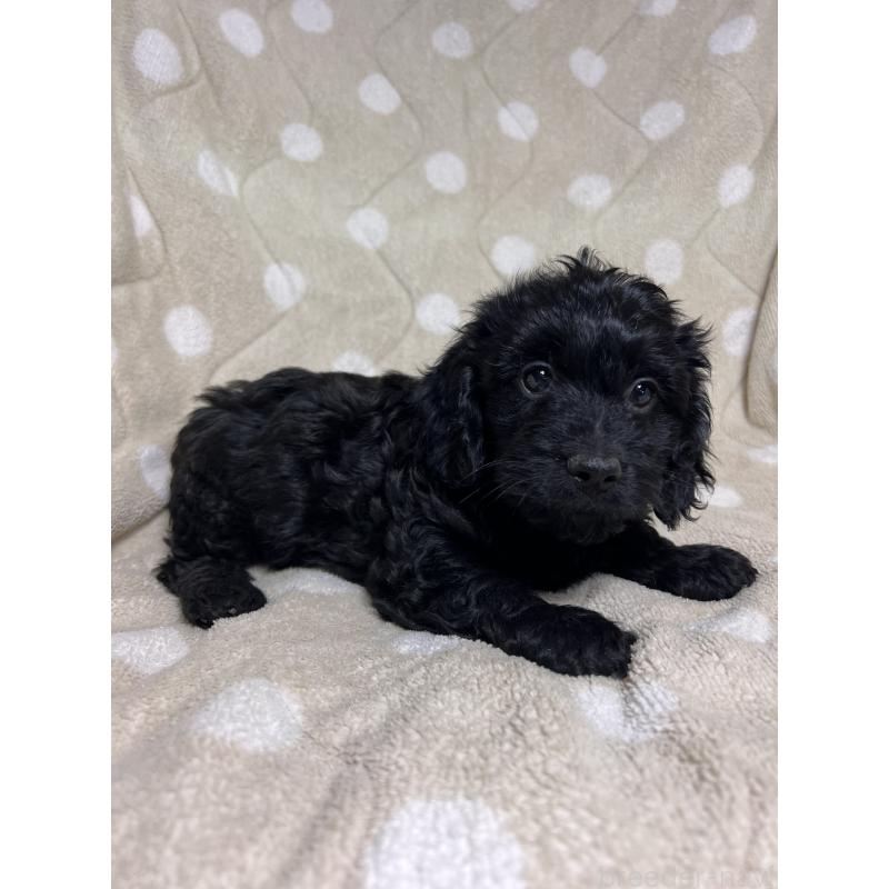 販売中の埼玉県のミックス犬-437393の2枚目