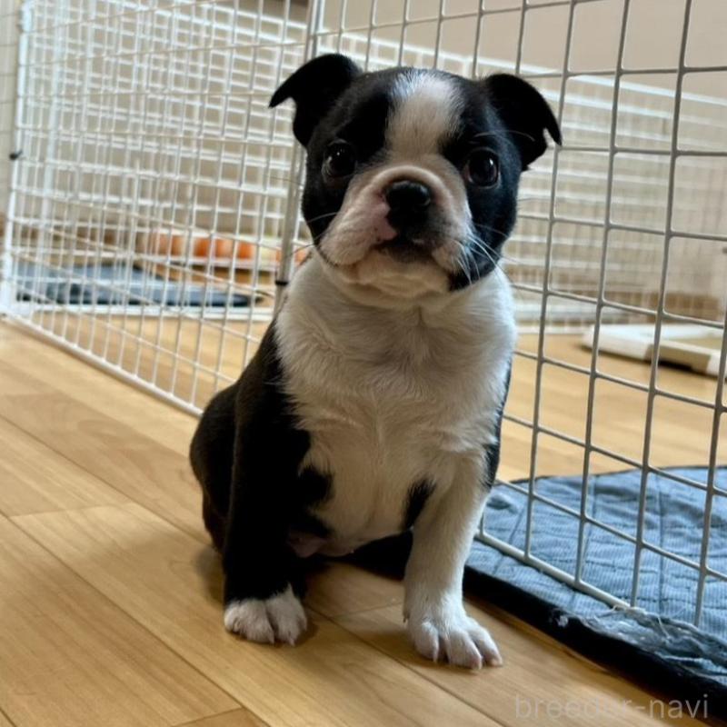 販売中の香川県のボストンテリア-437395