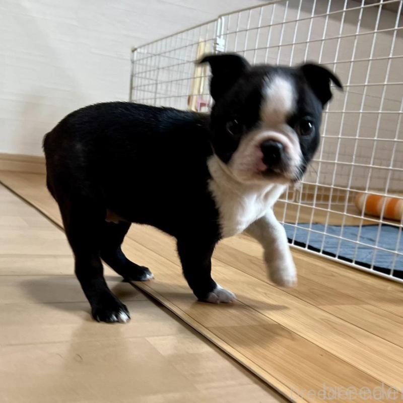 販売中の香川県のボストンテリア-437395の16枚目