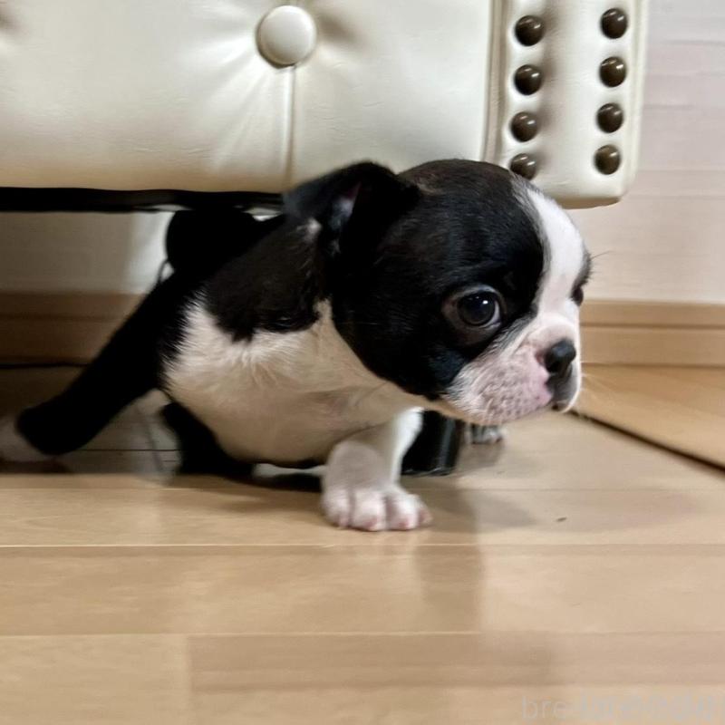 販売中の香川県のボストンテリア-437395の15枚目