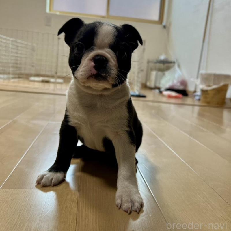 販売中の香川県のボストンテリア-437395の11枚目