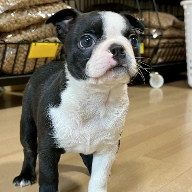 販売中の香川県のボストンテリア-437395の9枚目