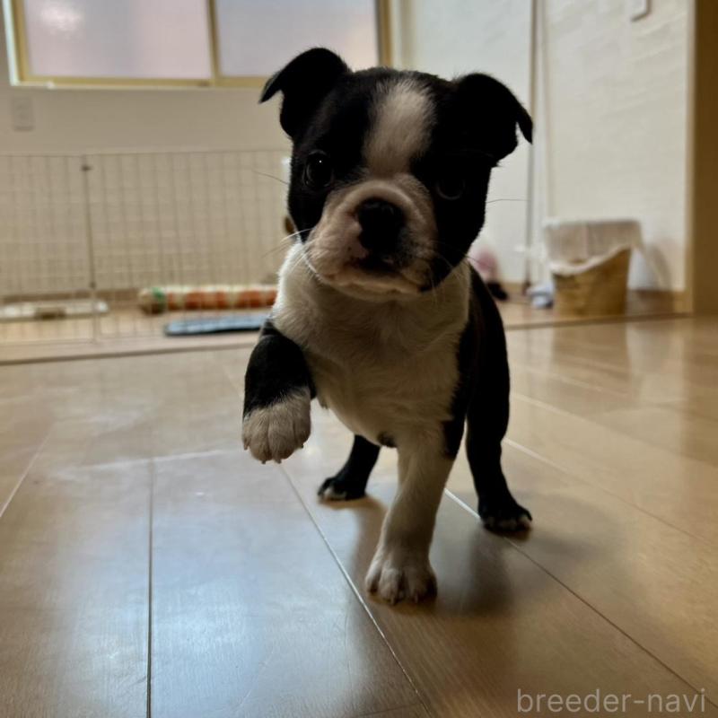 販売中の香川県のボストンテリア-437395の7枚目