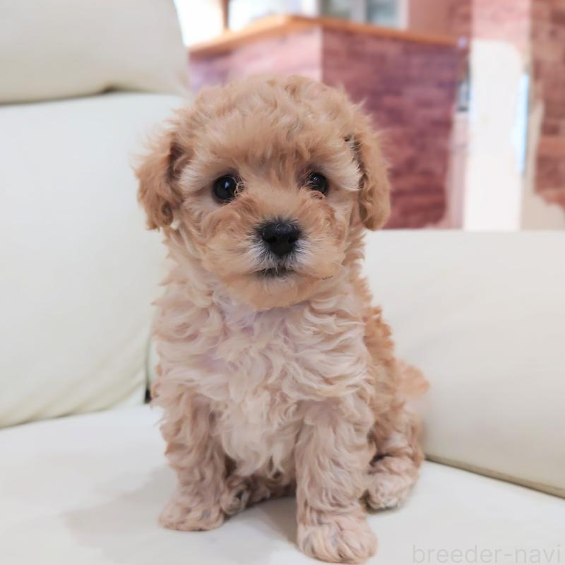 販売中の埼玉県のタイニープードル-437394