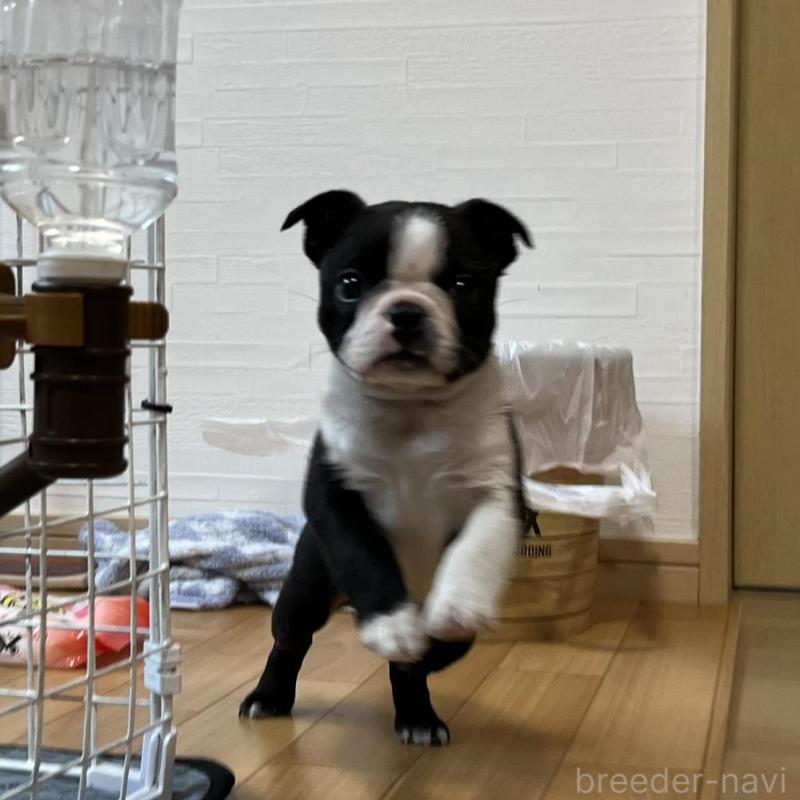 販売中の香川県のボストンテリア-437395の6枚目