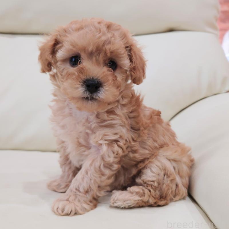 販売中の埼玉県のタイニープードル-437394の3枚目