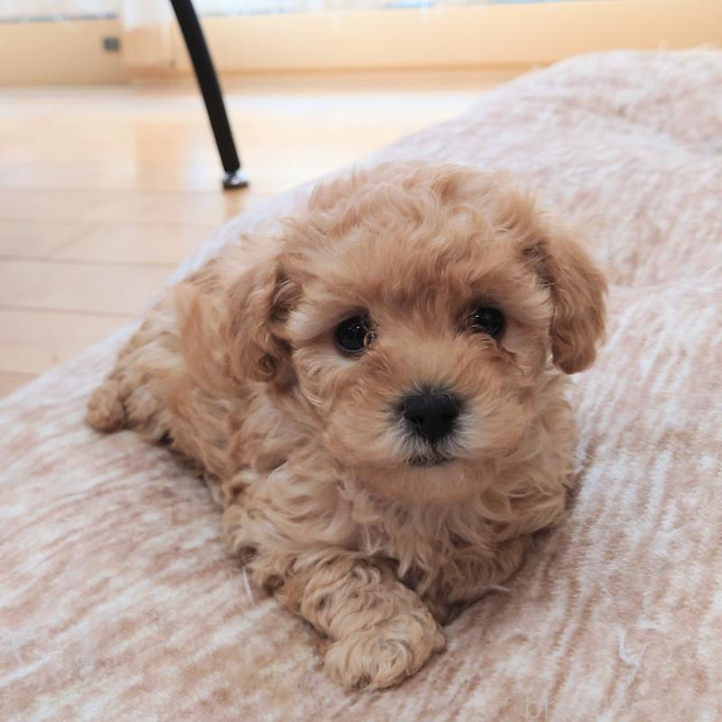 販売中の埼玉県のタイニープードル-437394の2枚目