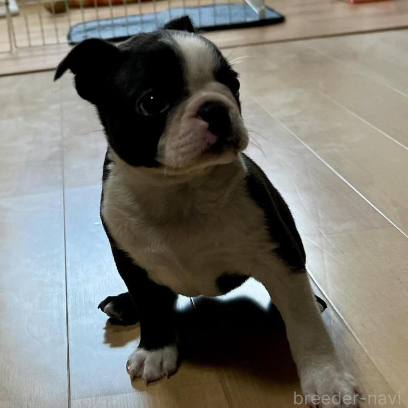 販売中の香川県のボストンテリア-437395の4枚目