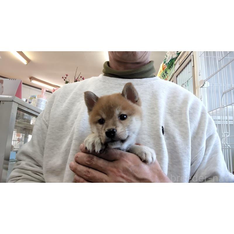 成約済の茨城県の柴犬-423527の2枚目