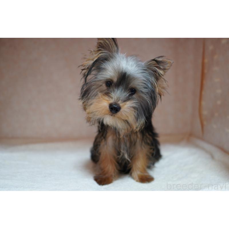 販売中の東京都のヨークシャーテリア-437397の3枚目