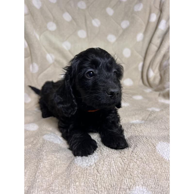 販売中の埼玉県のミックス犬-437398の7枚目