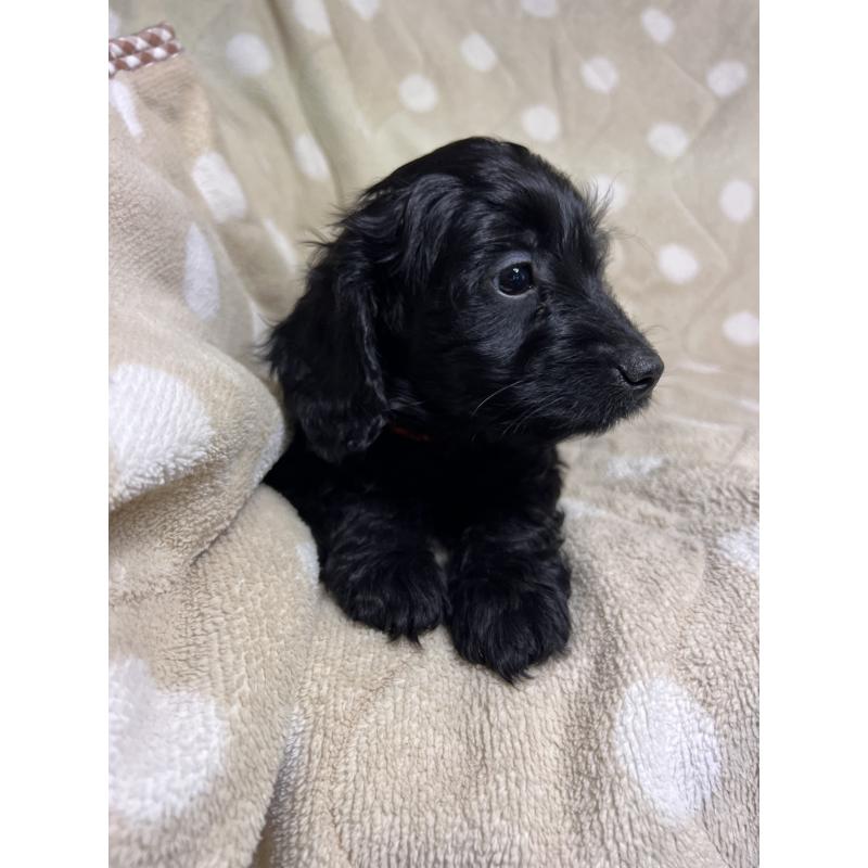 販売中の埼玉県のミックス犬-437398の6枚目