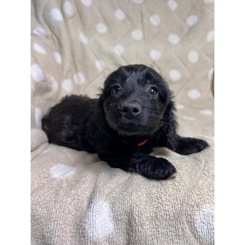 販売中の埼玉県のミックス犬-437398の5枚目