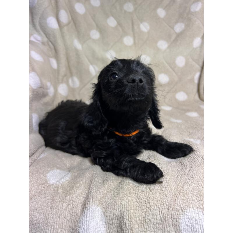 販売中の埼玉県のミックス犬-437398の3枚目