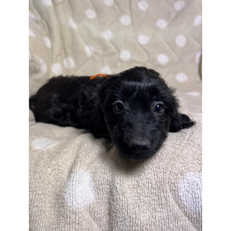 販売中の埼玉県のミックス犬-437398の2枚目