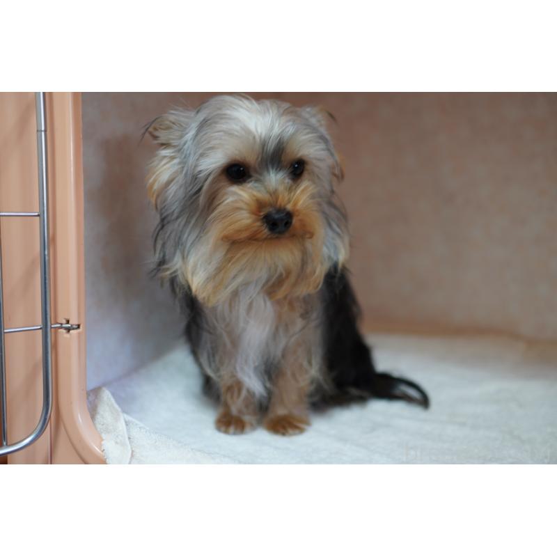 販売中の東京都のヨークシャーテリア-437399の3枚目