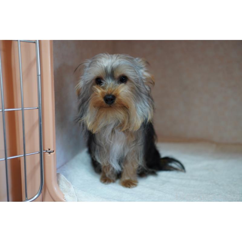 販売中の東京都のヨークシャーテリア-437399の2枚目