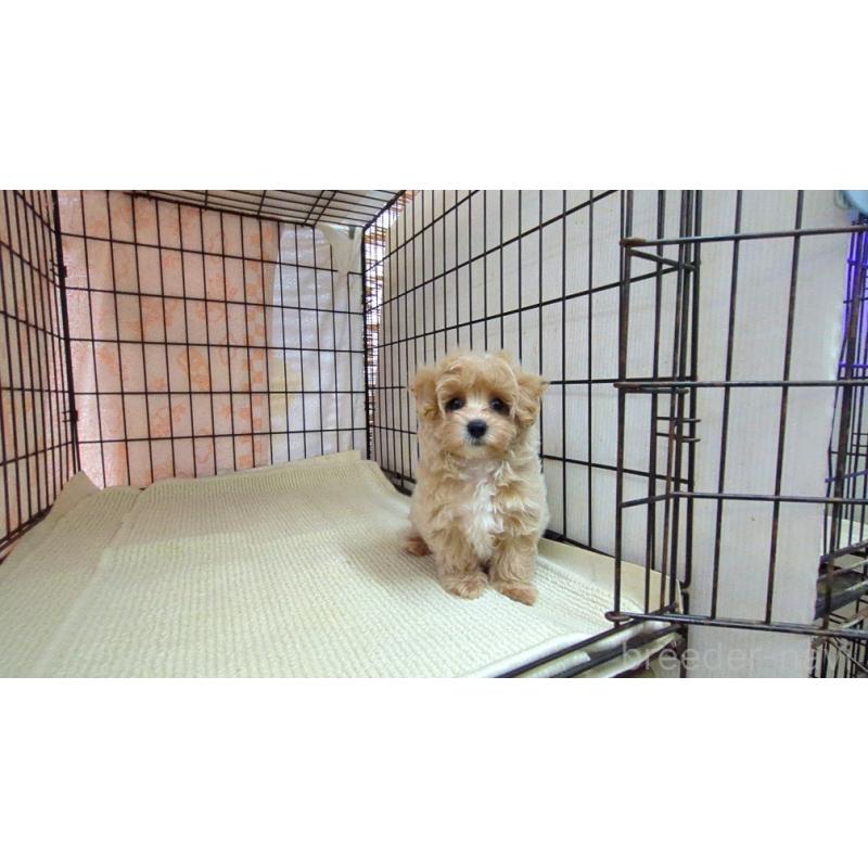 成約済の茨城県のマルプー:マルチーズ×トイプードル-435284の2枚目