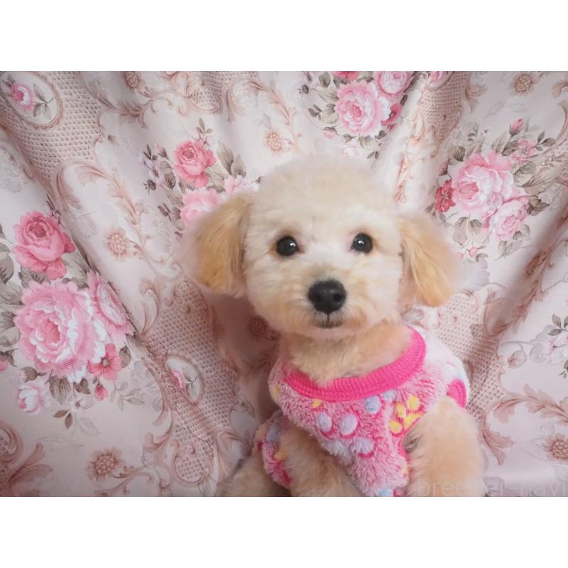 販売中の岡山県のミックス犬-437400の3枚目