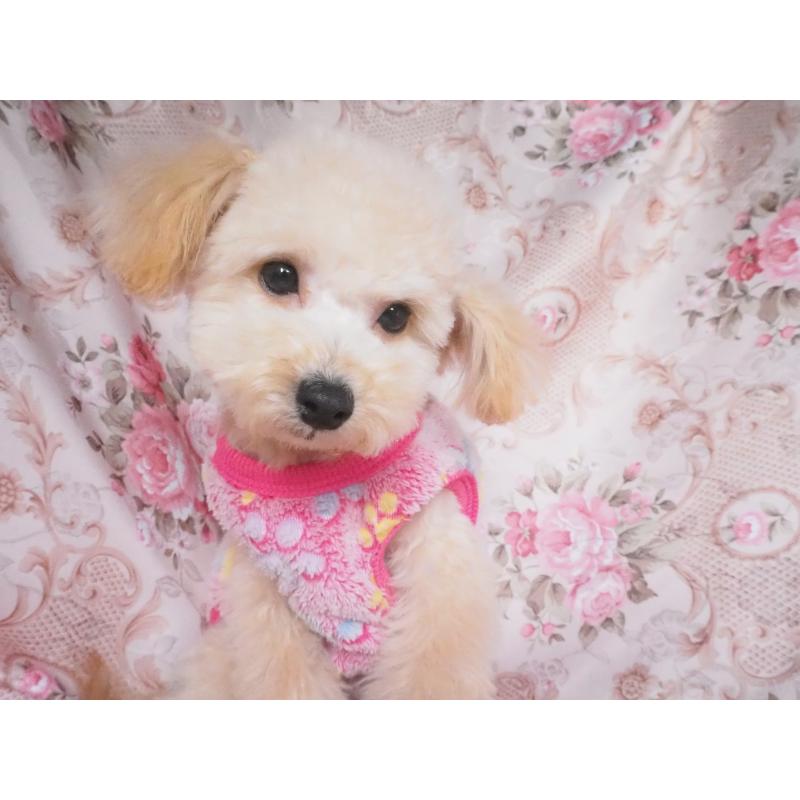 販売中の岡山県のミックス犬-437400の2枚目