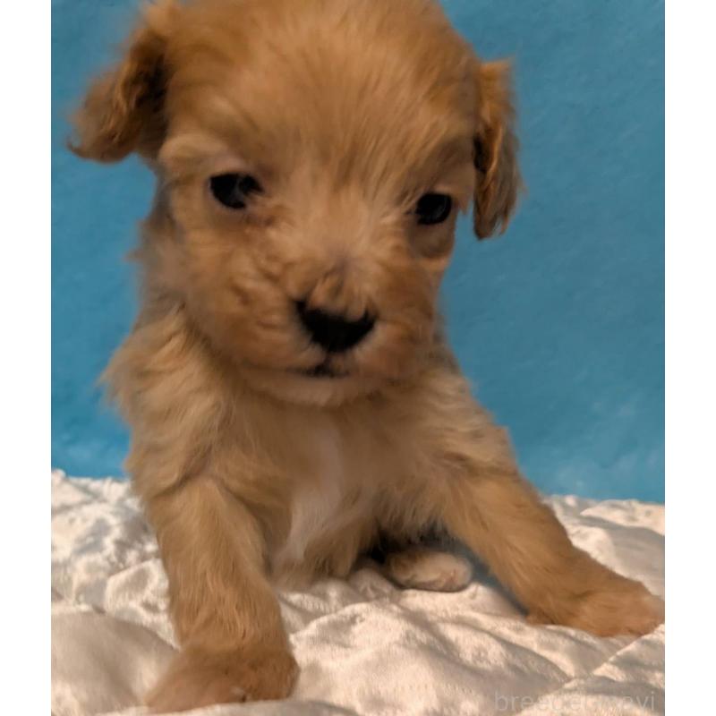 販売中の埼玉県のマルプー:マルチーズ×トイプードル-434624の13枚目