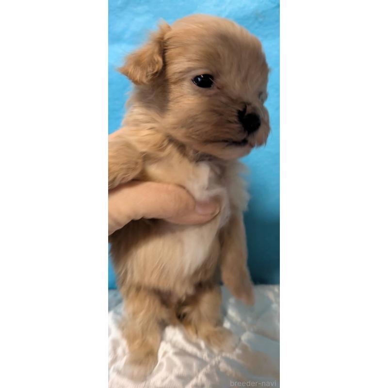 販売中の埼玉県のマルプー:マルチーズ×トイプードル-434624の12枚目