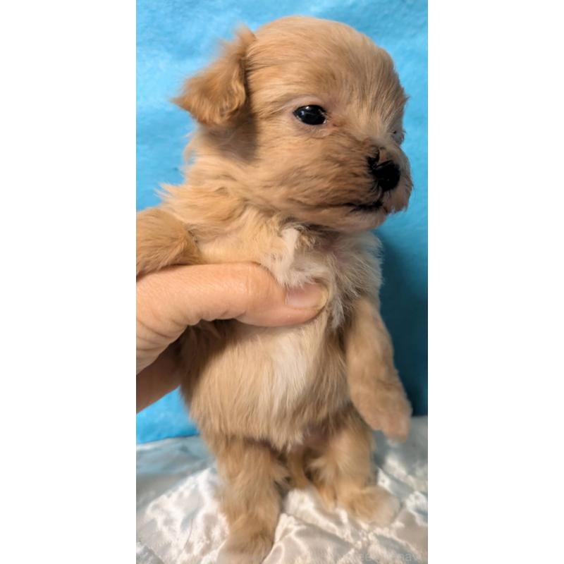 販売中の埼玉県のマルプー:マルチーズ×トイプードル-434624の11枚目