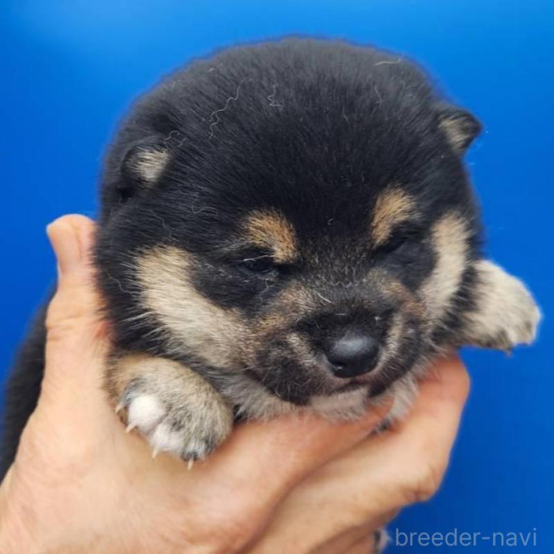 販売中の福岡県の豆柴-437338の2枚目