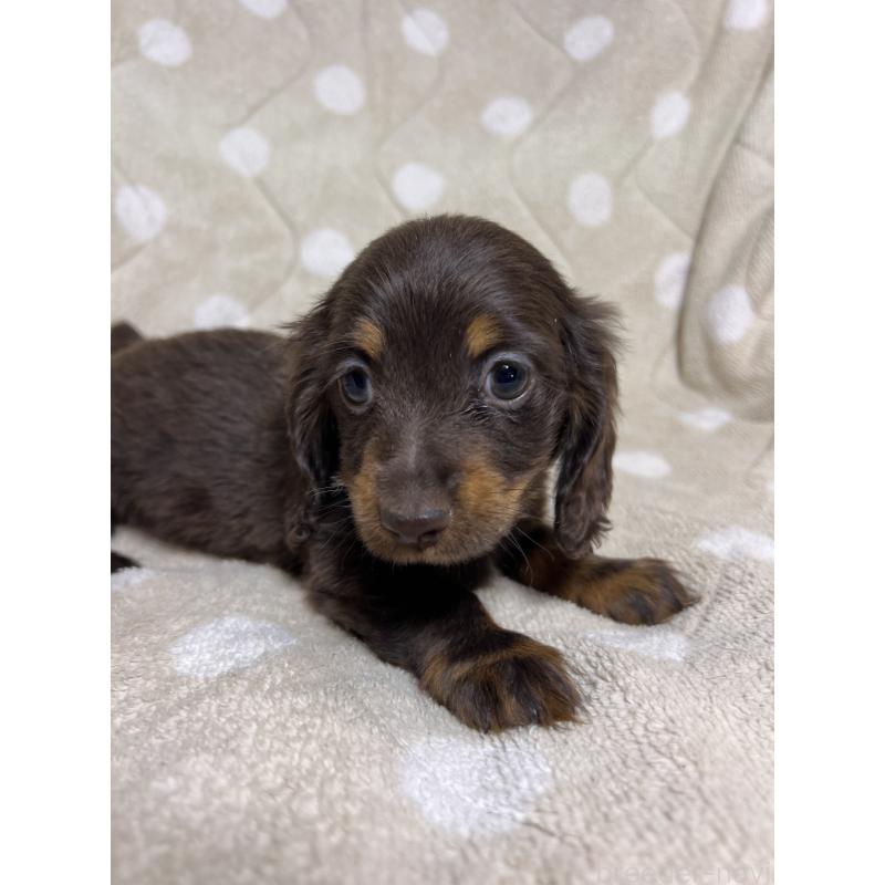 販売中の埼玉県のミニチュアダックスフンド(ロングヘアード)-437401の10枚目
