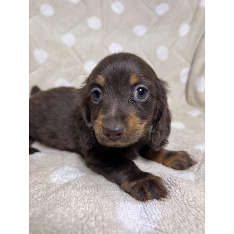 販売中の埼玉県のミニチュアダックスフンド(ロングヘアード)-437401の8枚目
