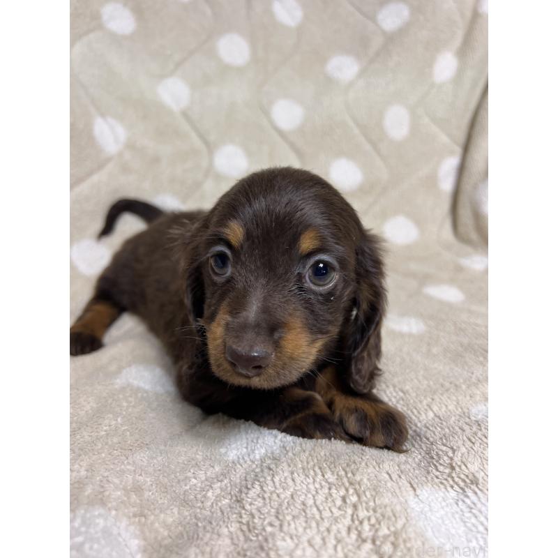 販売中の埼玉県のミニチュアダックスフンド(ロングヘアード)-437401の7枚目