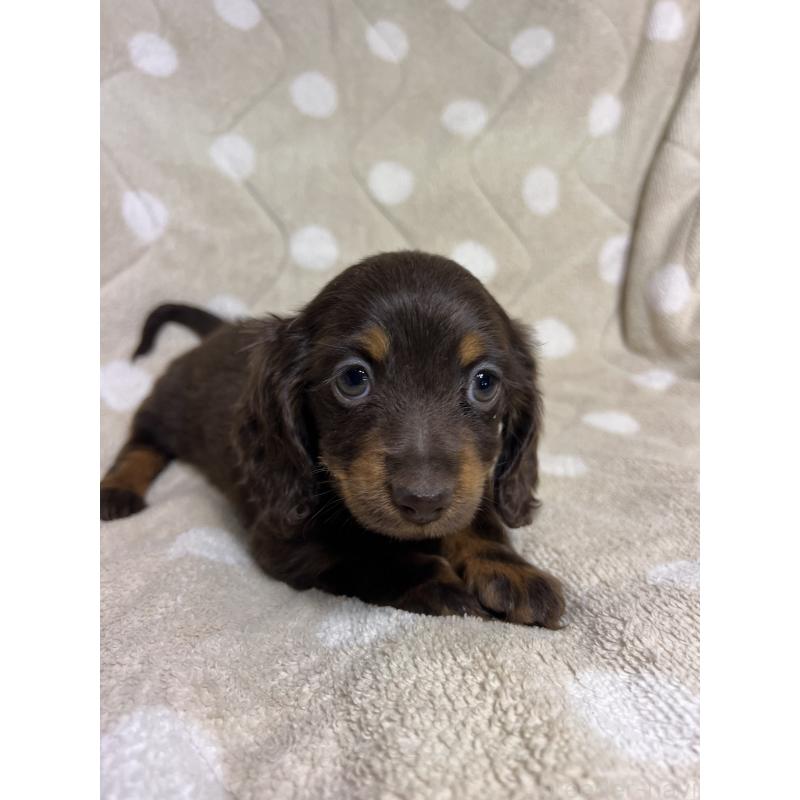 販売中の埼玉県のミニチュアダックスフンド(ロングヘアード)-437401の6枚目