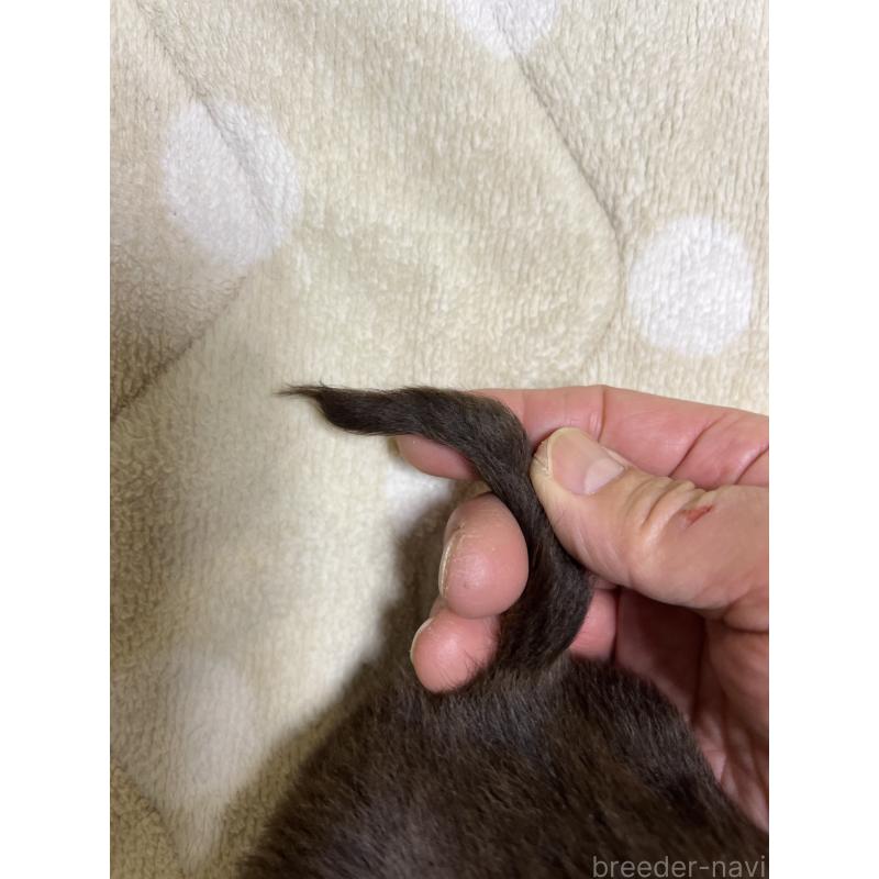 販売中の埼玉県のミニチュアダックスフンド(ロングヘアード)-437401の5枚目