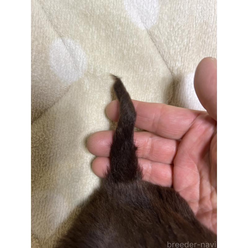 販売中の埼玉県のミニチュアダックスフンド(ロングヘアード)-437401の3枚目