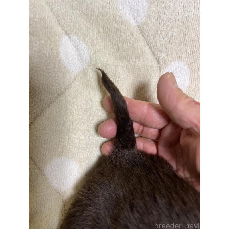 販売中の埼玉県のミニチュアダックスフンド(ロングヘアード)-437401の2枚目