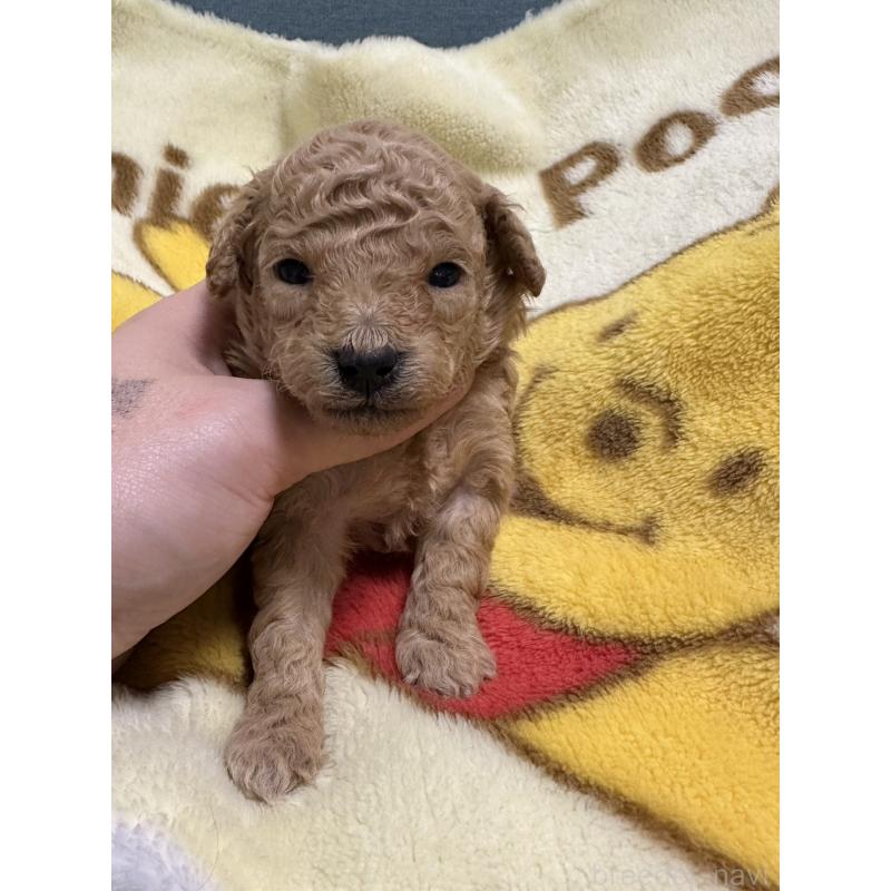 販売中の岡山県のトイプードル-437402の7枚目