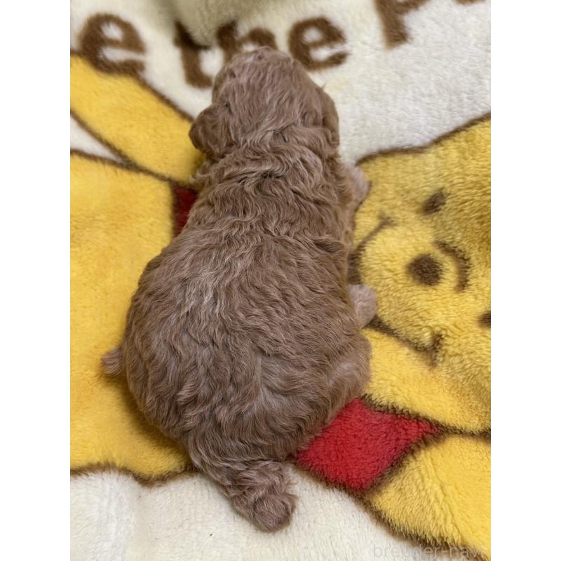 販売中の岡山県のトイプードル-437402の2枚目