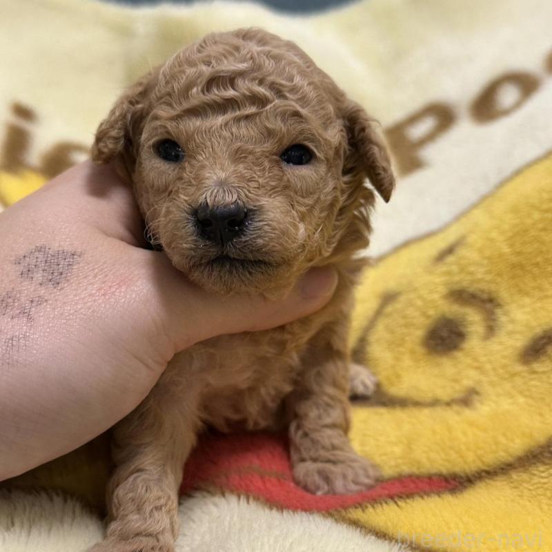 販売中ののトイプードル-437402