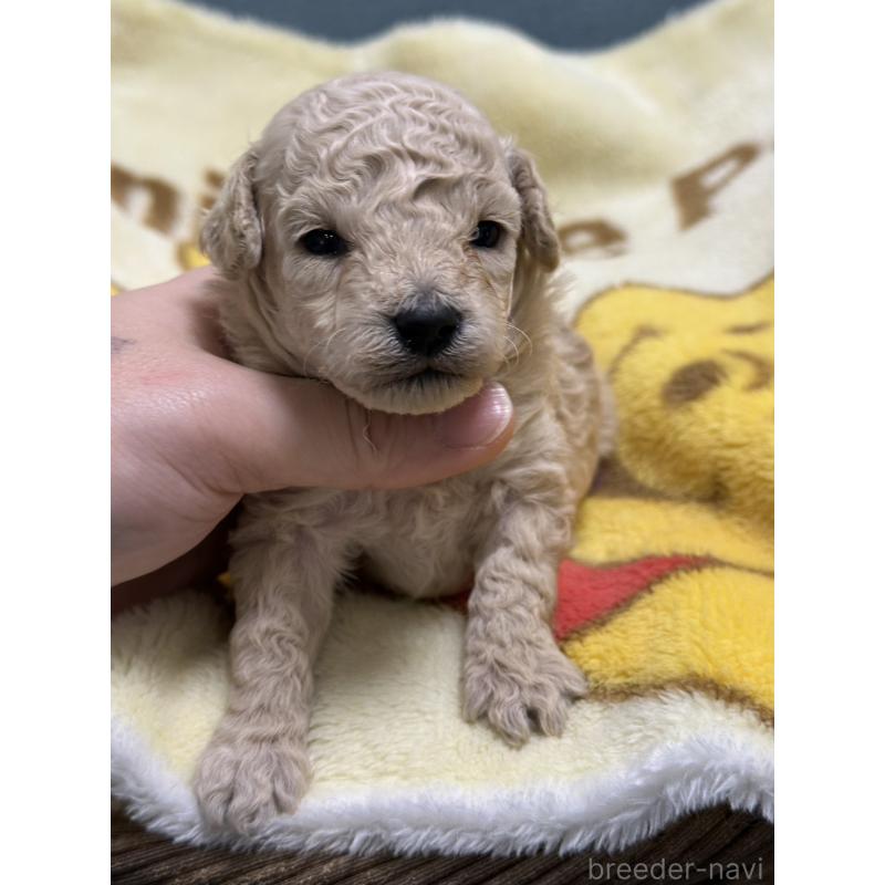 販売中の岡山県のトイプードル-437403の8枚目