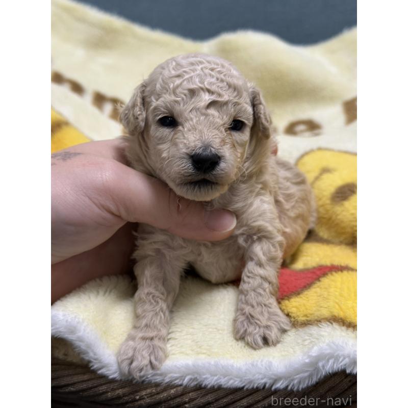 販売中の岡山県のトイプードル-437403の7枚目