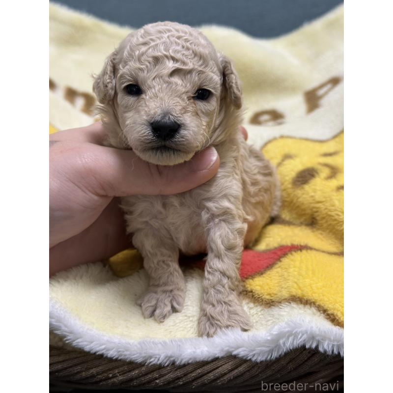 販売中の岡山県のトイプードル-437403の6枚目